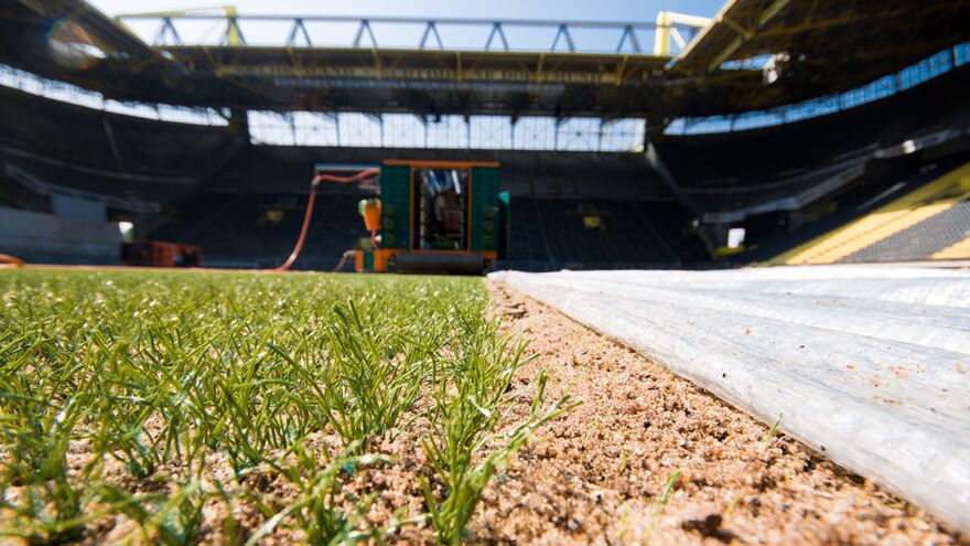 Hybridrasen heiler Sporthybrid R Borussia Dortmund