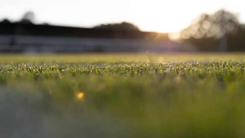 Der Rasen im Mommsenstadion in Berlin