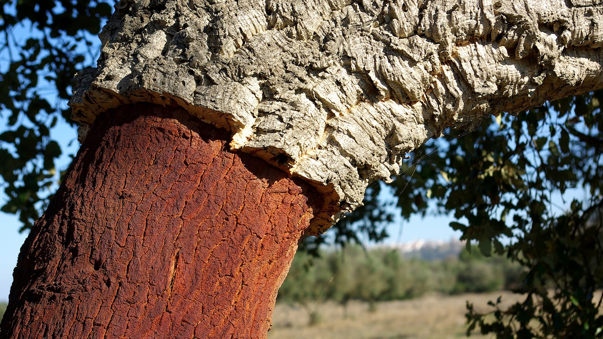 Ein Korkbaum in Portugal als Ausgangsmaterial für Kunstraseninfill oder Kunstraseneinfüllamterial